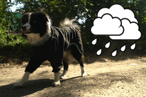 Videonávody: Jak vybrat pláštěnku a obleček pro psa?
