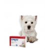 Fypryst Spot-on Dog S sol 1x0,67ml (2-10kg)