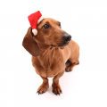 christmas-dog-cepice.png