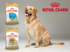 Royal Canin Breed Health Nutrition aneb máme doma čistokrevné plemeno