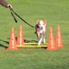 Dog Activity překážky (3 ks) 23 x 30 cm/78 cm oranž/žlutá