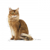 Royal Canin FCN LIGHT WEIGHT CARE 3 kg