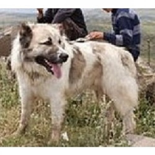 Aidi - Atlasský horský pes