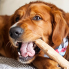 Hračka pes žvýkací Petstages Dogwood Small