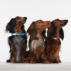 TICKLESS Mini dog Nabíjecí ultrazvukový odpuzovač klíšťat a blech Modrá
