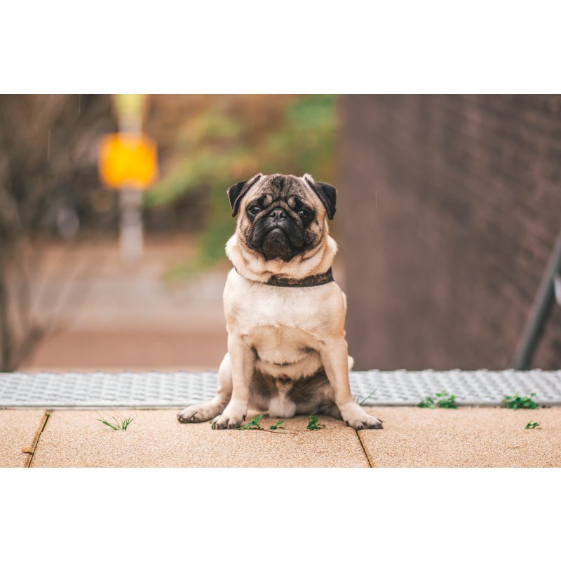 Mops