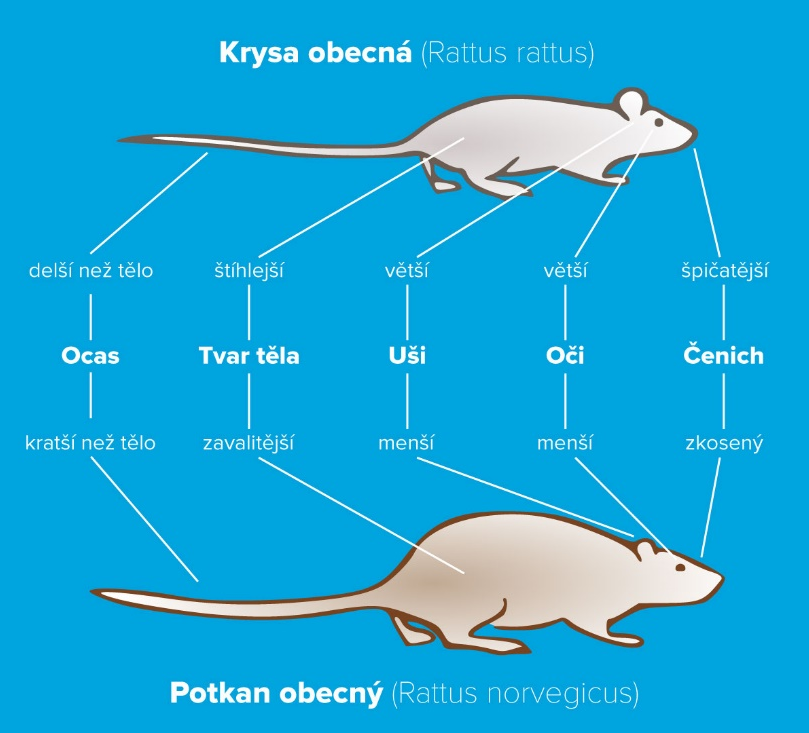 Jak rychle se množí krysy?