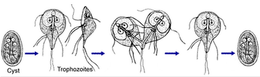 Giardia intenstinalis - "roztomilý dráček"