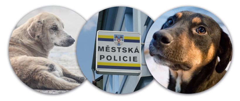 Městská policie odchyt opuštěného toulavého psa