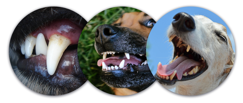 Jak spočítat věk psa - zuby