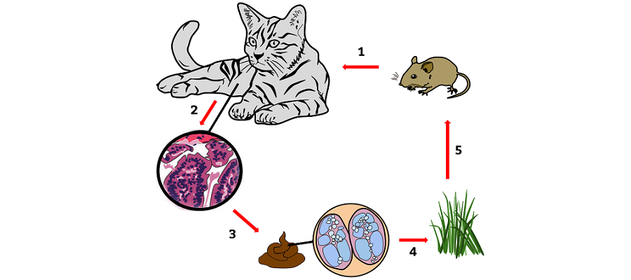 Životní cyklus parazita Toxoplasmy gondii