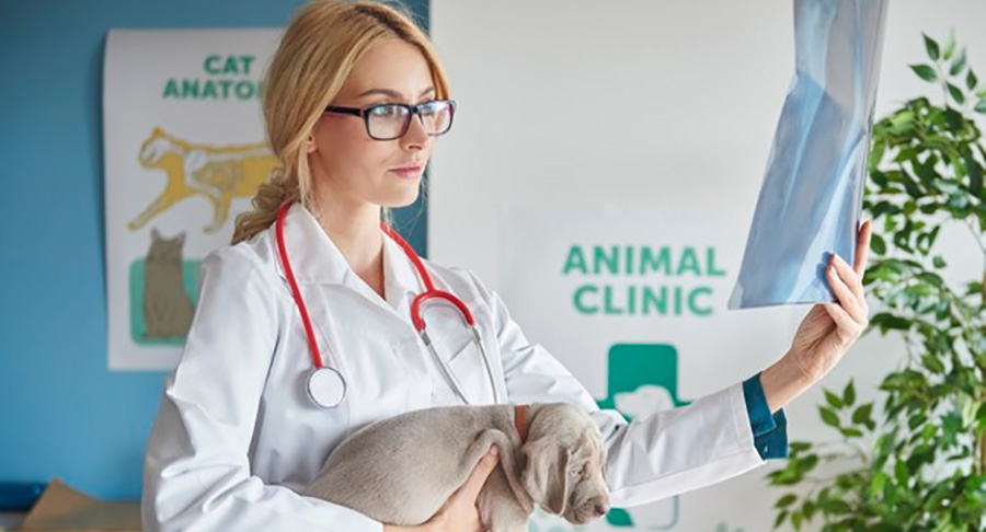 Po stanovení diagnózy veterinář navrhne vhodnou léčbu