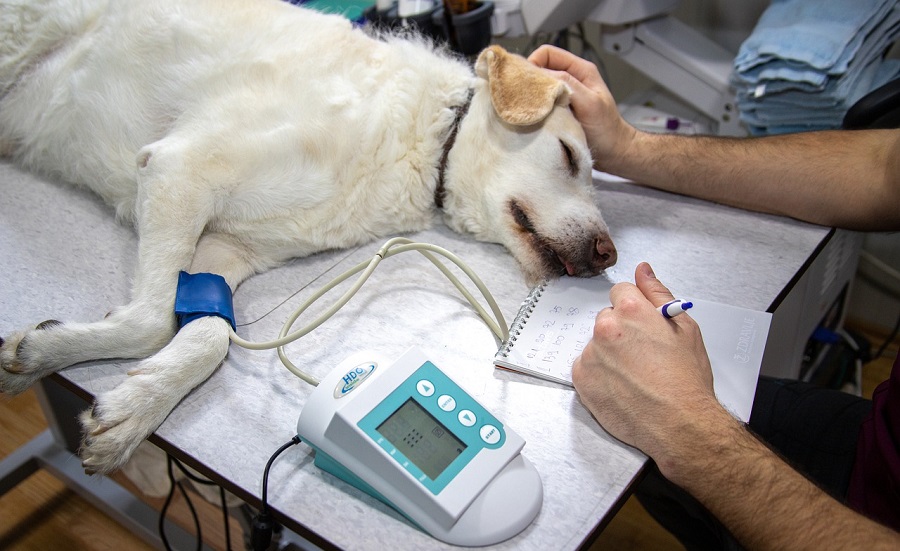 Návštěva veterináře je nutnosti