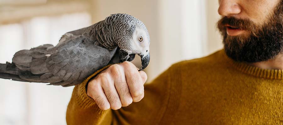 Papoušek žako je velký mazel a vyžaduje velkou pozornost chovatele