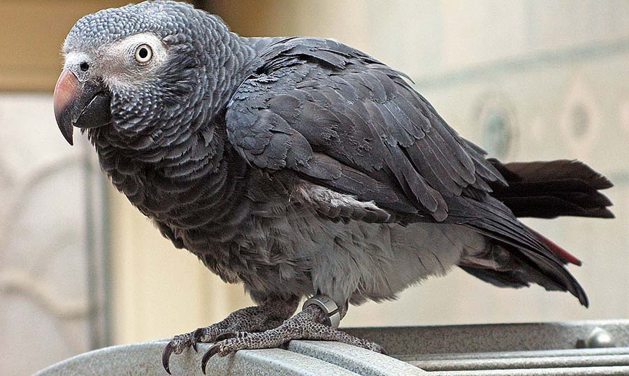 Papoušek šedý - žako liberijský