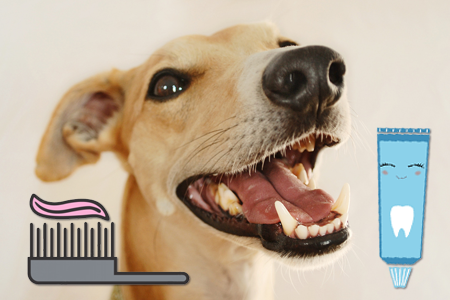 Ako sa starať o zuby u psa